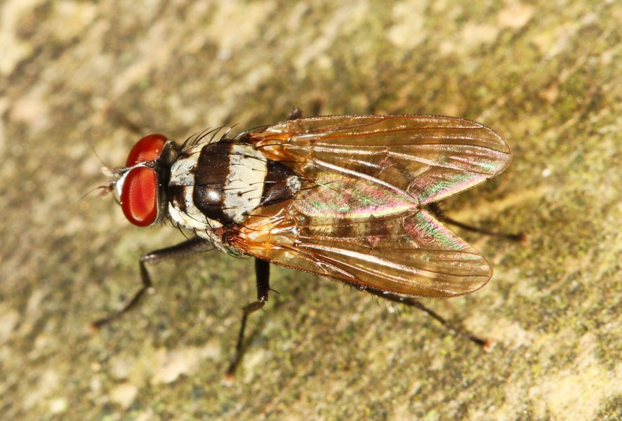 Root-maggot Fly - Anthomyia species, Leesylvania State Park, Woodbridge, Virginia