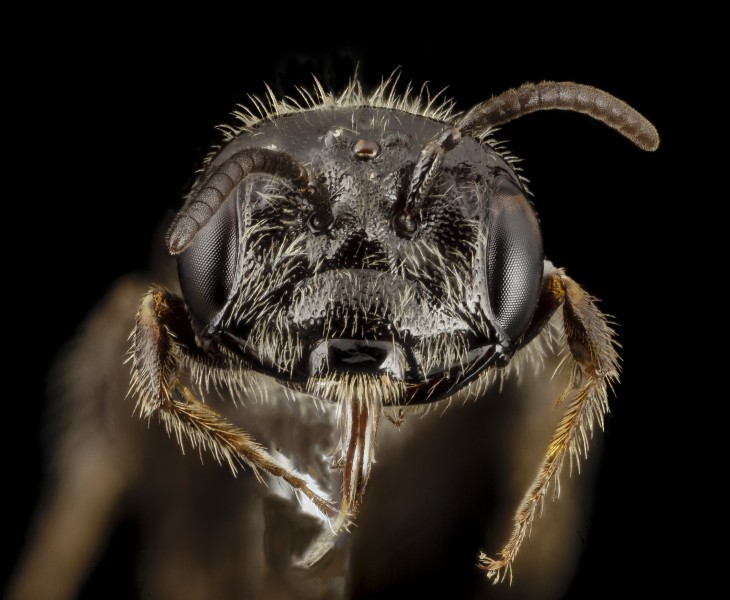 Rophitulus species, face, brazil 2014-08-06-10.08.10 ZS PMax (14791546568)