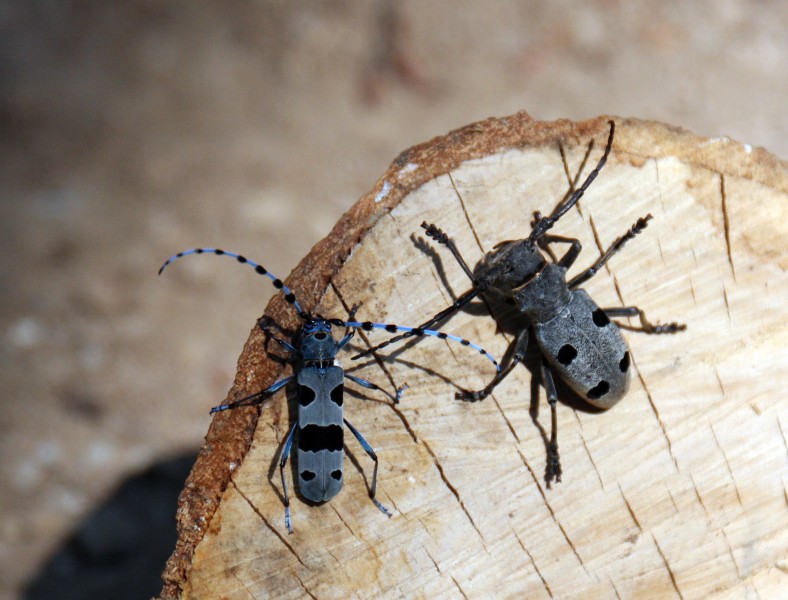 Rosalia alpina-Morimus funereus