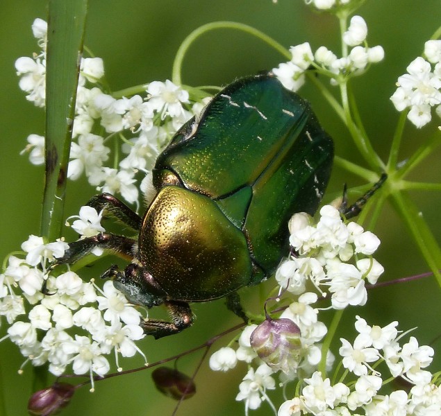 Rose Chafer. Cetonia aurata. (16277366041)