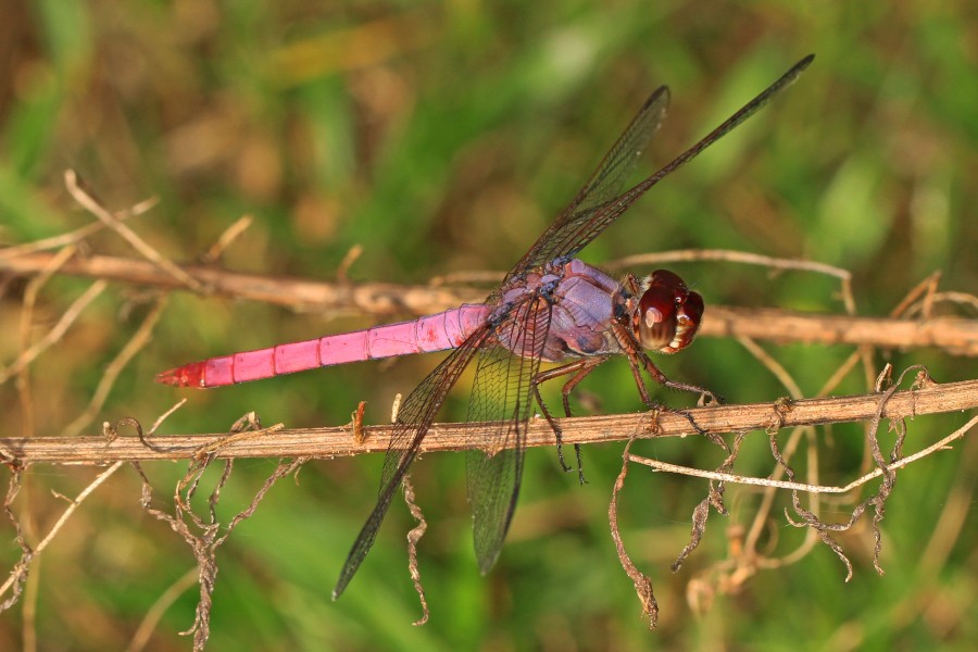 Roseate Skimmer - Orthemis ferruginea, Dinner Island Ranch Wildlife Management Area, Florida - 23115210494