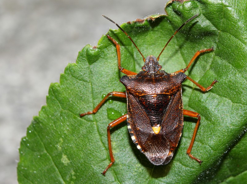 Rotbeinige-Baumwanze Pentatoma rufipes