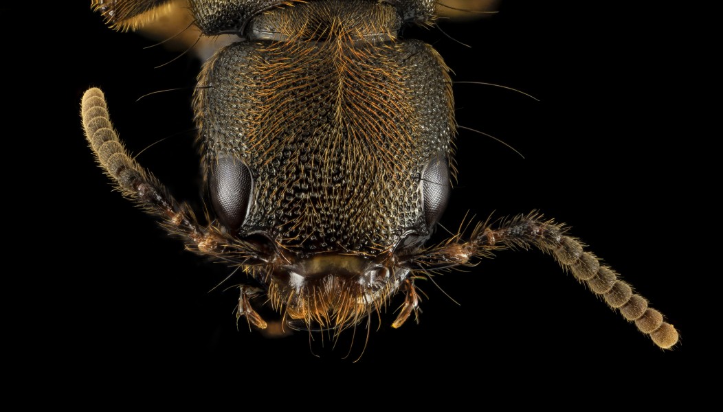 Rove Beetle, u, Face2, DC 2014-04-24-20.26.32 ZS PMax (14178752752)