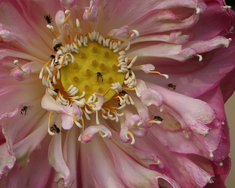 Royal lotus 2 crop