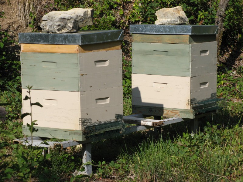 Ruches avec une grille de protection contre les frelons