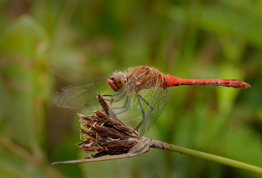 Ruddy darter (Sympetrum sanguineum), Pen-er-Malo, Guidel, Brittany, France (19841859306)