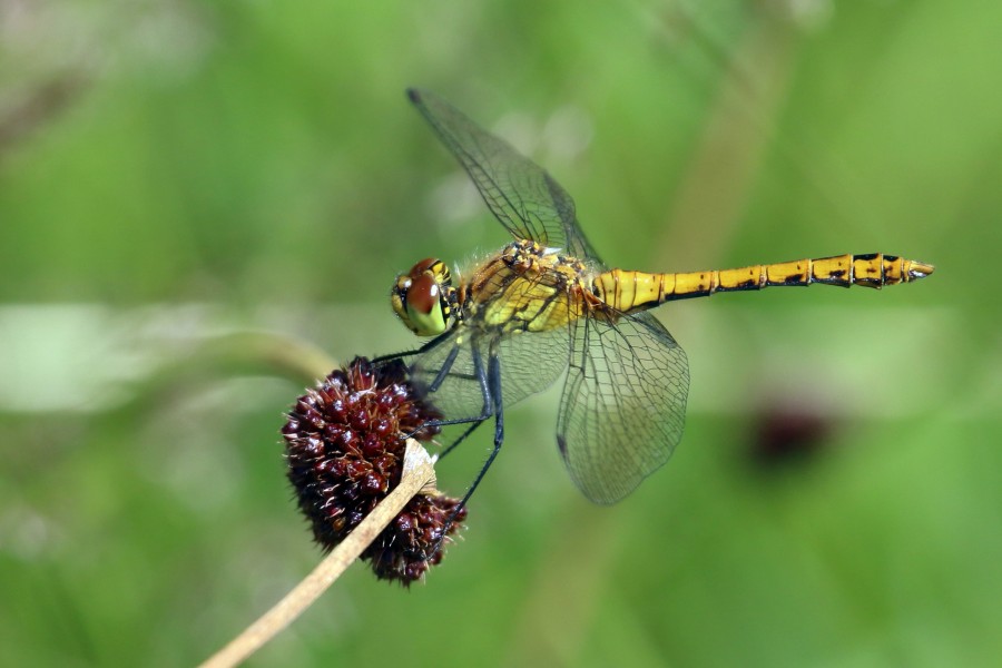 Ruddy Darter (Sympetrum sanguineum) female