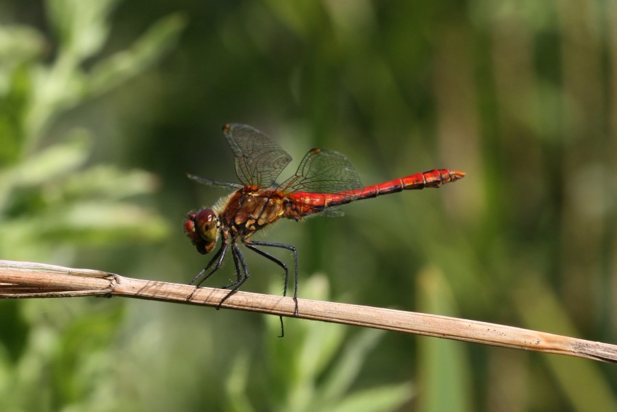 Ruddy darter dragonfly (Sympetrum sanguineum) almost adult male wings high