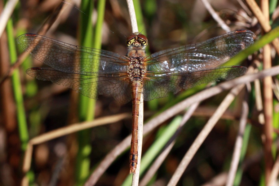 Ruddy darter dragonfly (Sympetrum sanguineum) female dorsal worn
