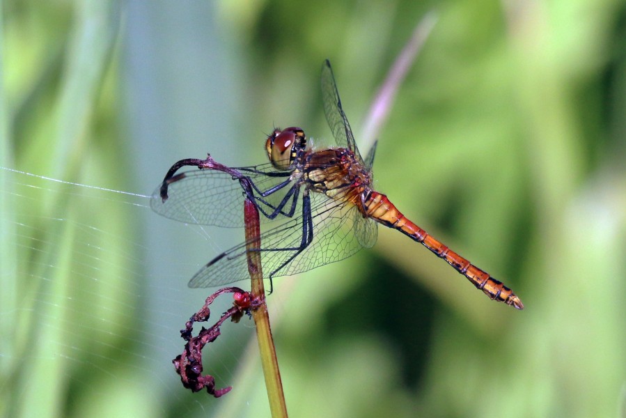 Ruddy darter dragonfly (Sympetrum sanguineum) newly-emerged male