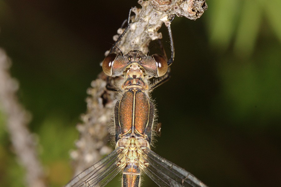 Sørlig metallvannymfe (Lestes dryas) (4913296817)