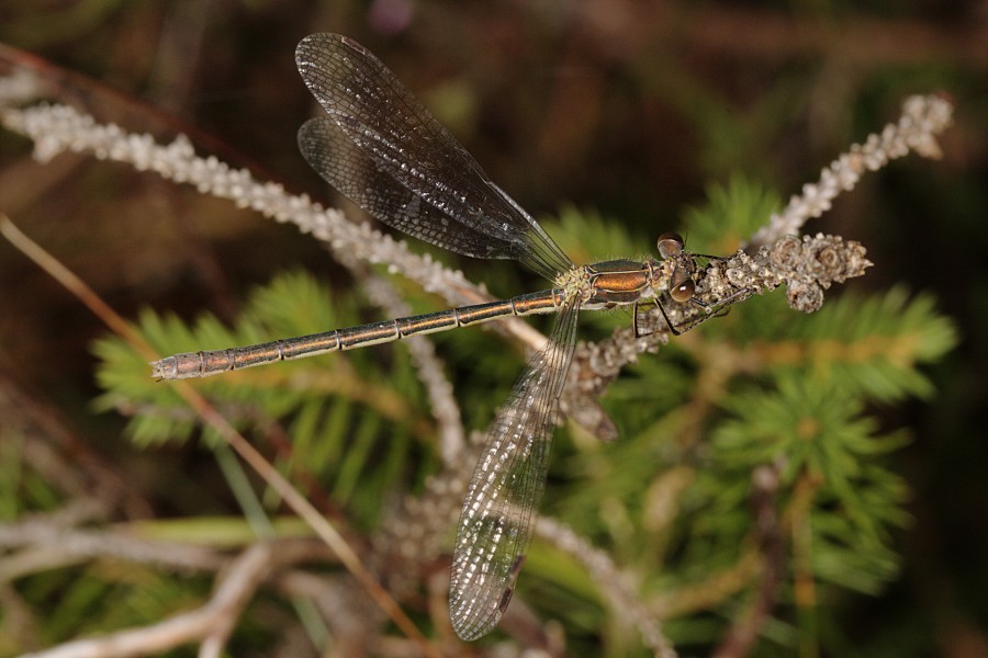 Sørlig metallvannymfe (Lestes dryas) (4913899232)