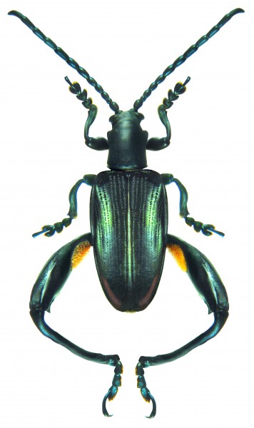 Sagra cf. tristis Fabricius, 1798 male (8569053261)