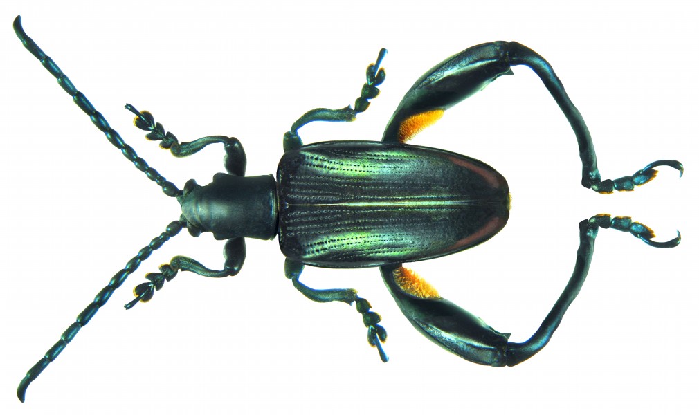 Sagra cf. tristis Fabricius, 1798 male (8569053261) (2)