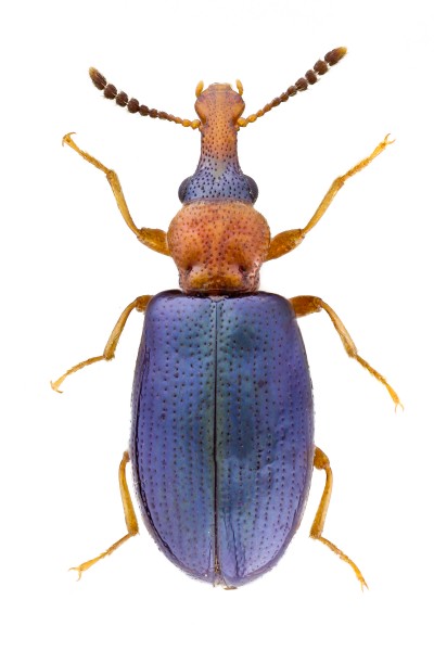 Salpingus ruficollis