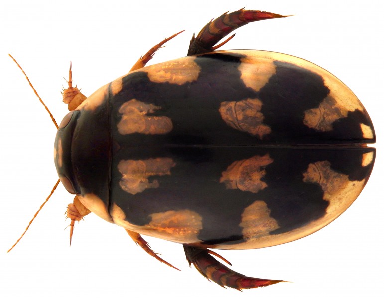 Sandracottus rotundus V. (4584532384) (2)