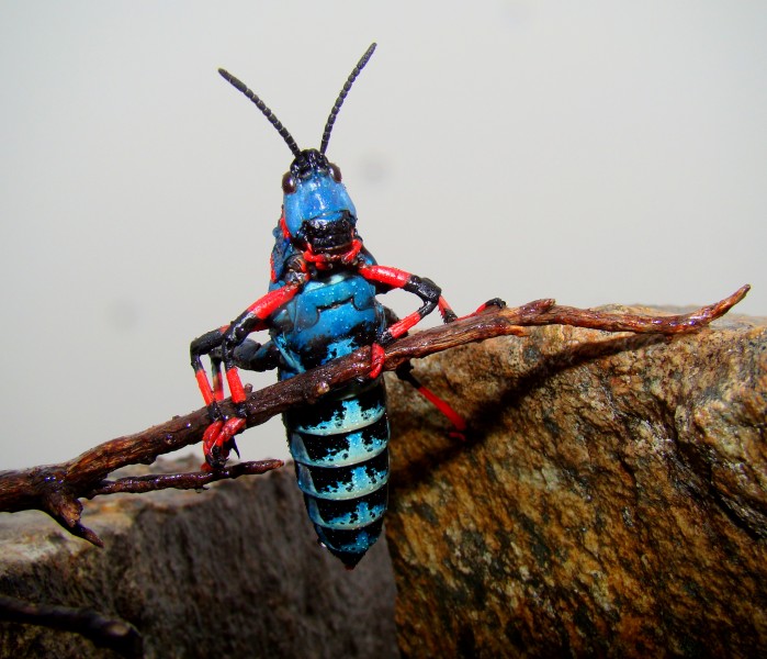 Sani-Dictyophorus-Spumans
