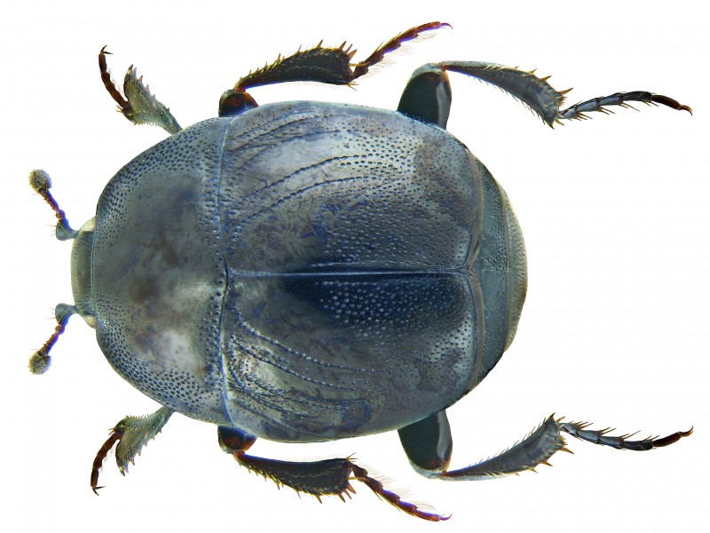 Saprinus semistriatus (Scriba, 1790) (3232043174) (2)