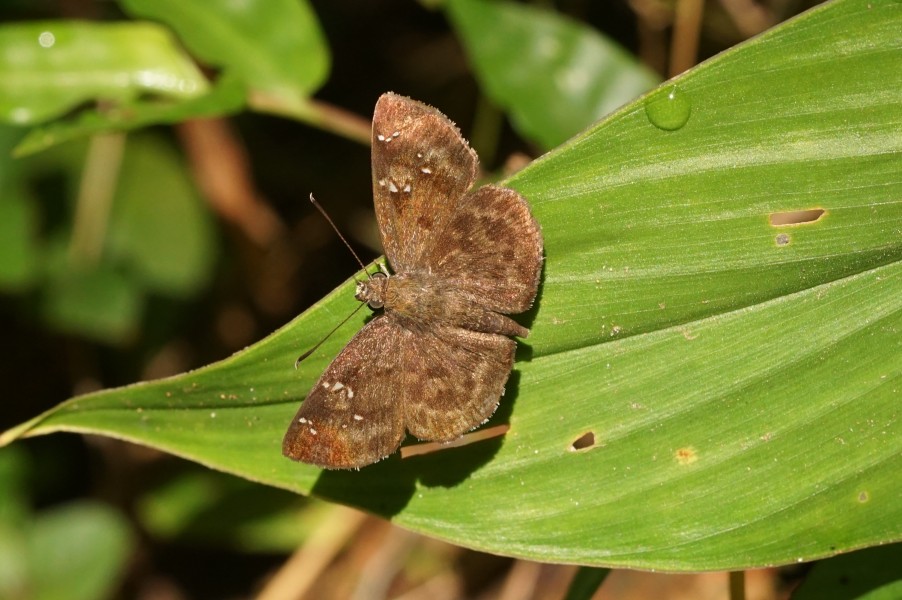 Sarangesa dasahara 01680(30082015)