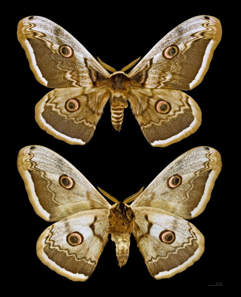 Saturnia pyri MHNT