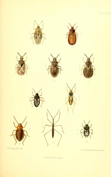 SaundersHemipteraHeteropteraBritishIslandsPlate13