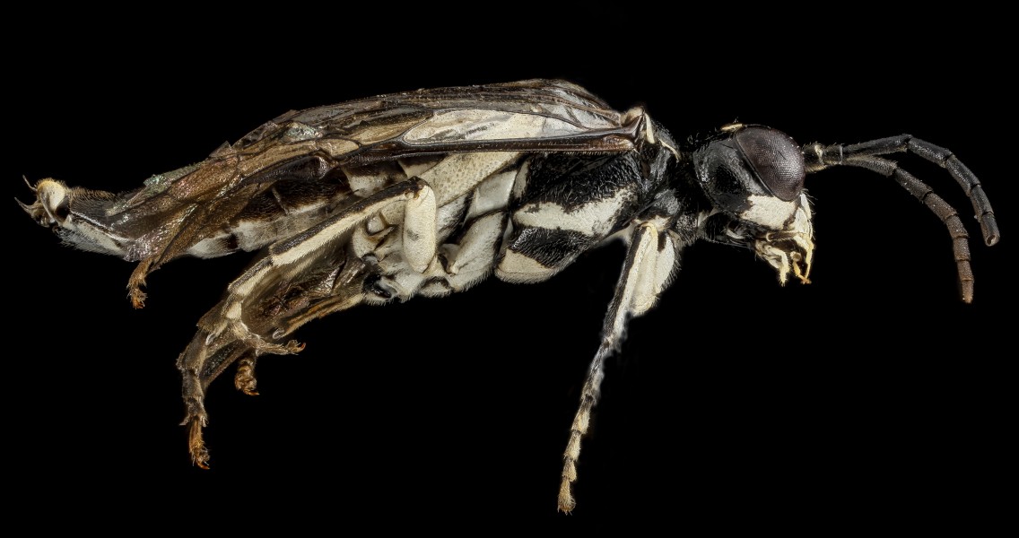 Sawfly, F, side, Wyoming, Park County 2013-03-27-12.21.55 ZS PMax (8602256848)