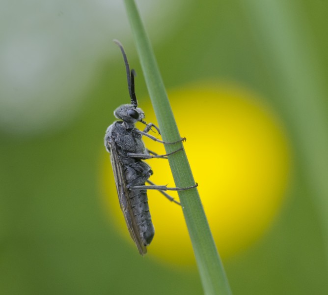 Sawfly Sunrise (27404722702)