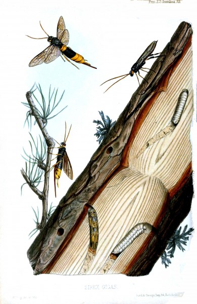 SawflyWing