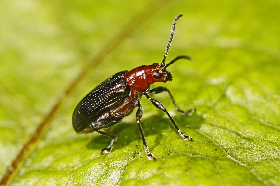 Says Oulema Leaf Beetle - Oulema sayi - Woodbridge, Va