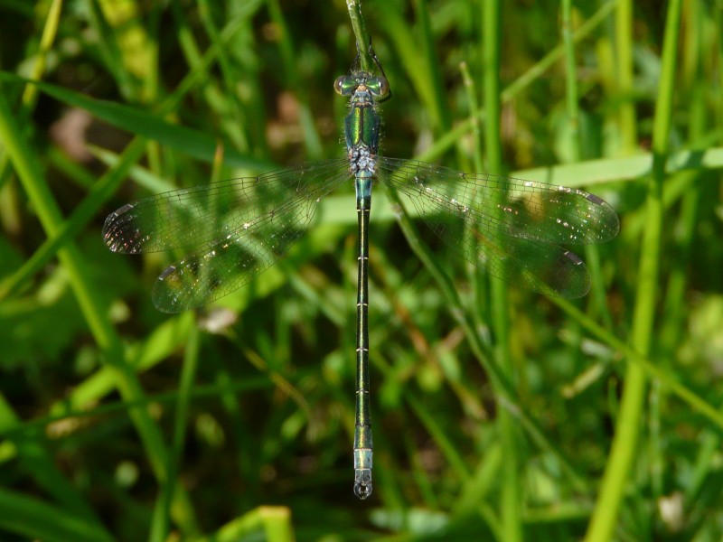 Scarce Emerald Damselfly (5804941375)