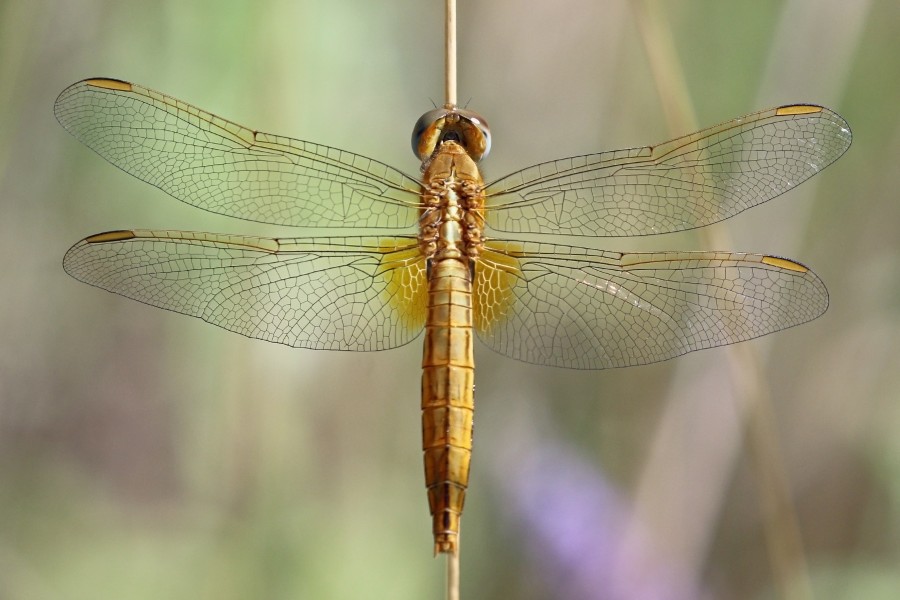 Scarlet darter (Crocothemis erythraea) female 2 Bulgaria