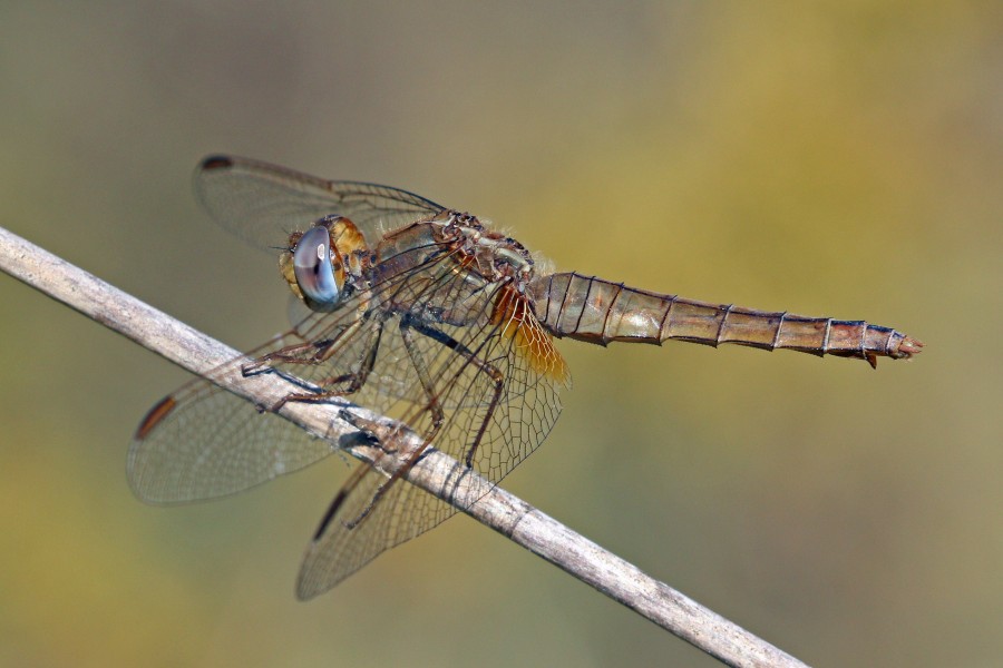 Scarlet darter (Crocothemis erythraea) female Bulgaria