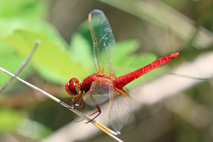 Scarlet darter (Crocothemis erythraea) male Bulgaria