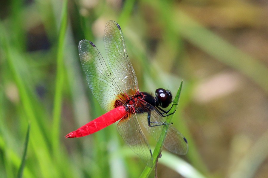 Scarlet marsh hawk (Aethriamanta brevipennis) male
