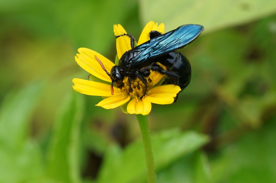 Scoliidae 03743