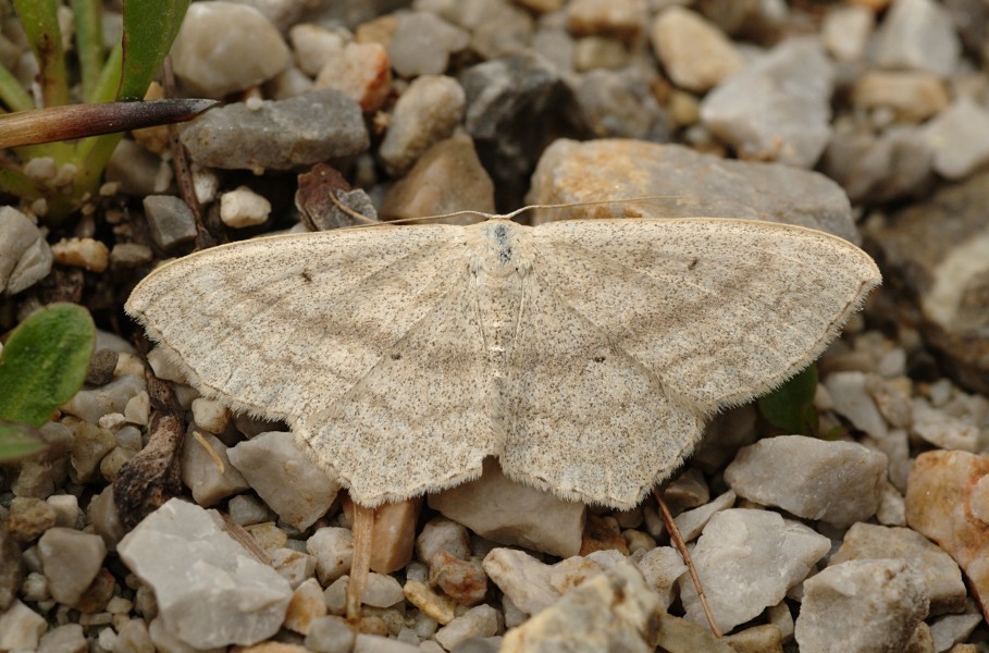 Scopula nigropunctata Buchstein01