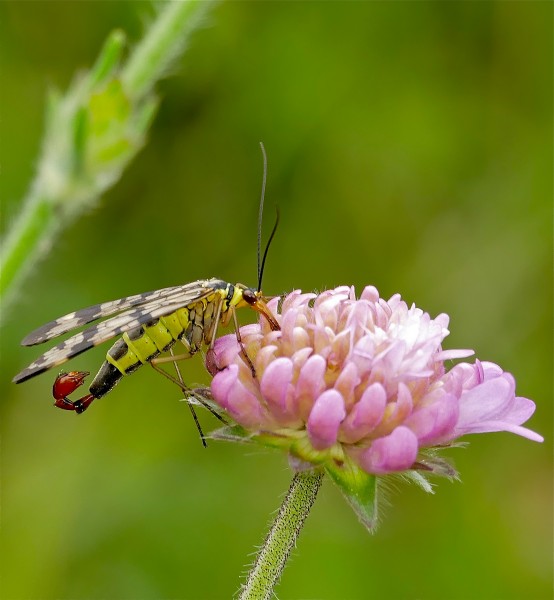 Scorpionfly (Panorpa vulgaris) male (35691984006)