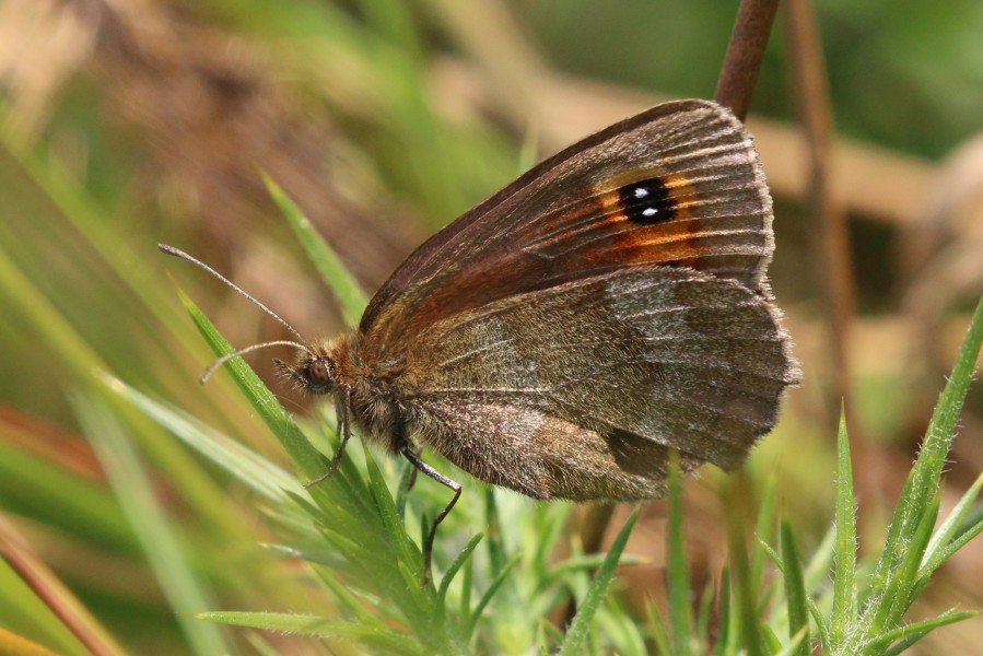 Scotch argus (Erebia aethiops caledonia) underside