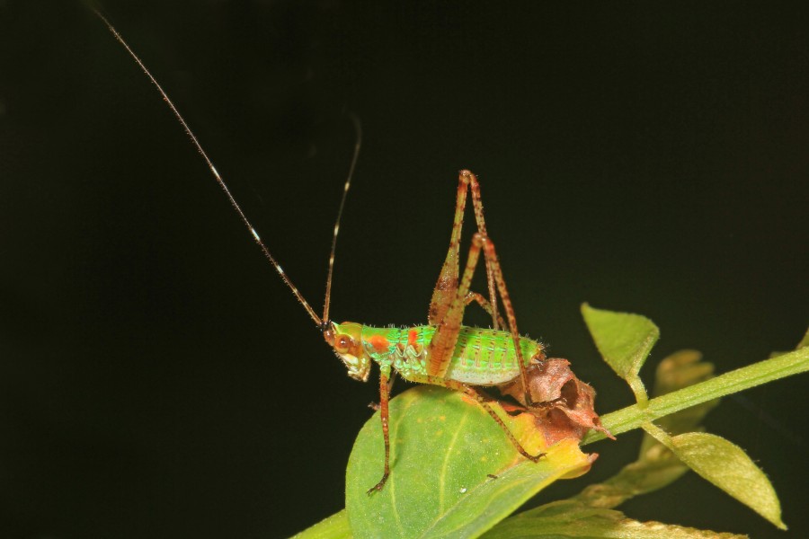 Scudder's Bush Katydid - Scudderia species, Meadowood Farm SRMA, Mason Neck, Virginia