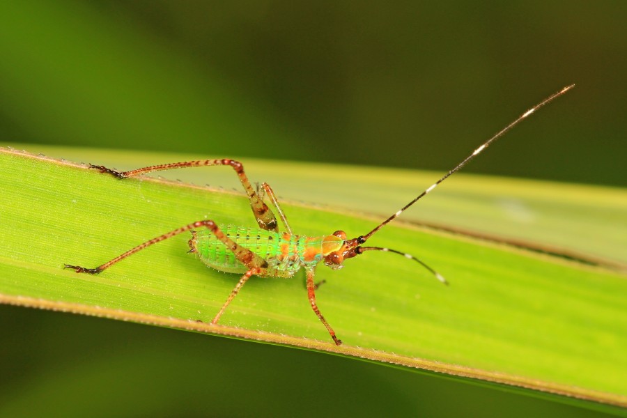 Scudder's Bush Katydid - Scudderia species, Natchez Trace, near Natchez, Mississippi
