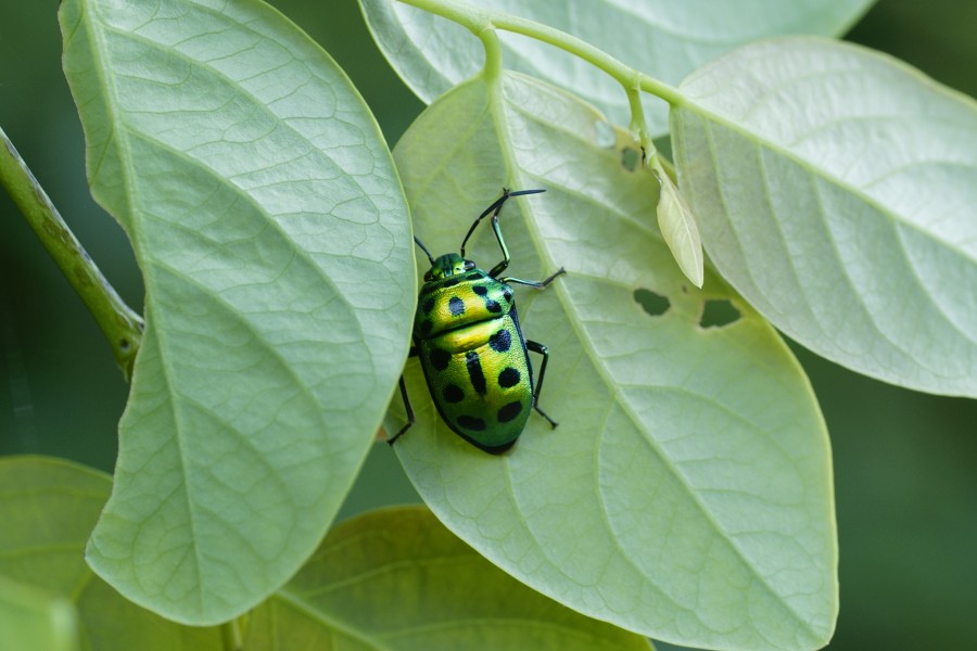 Scutelleridae9551
