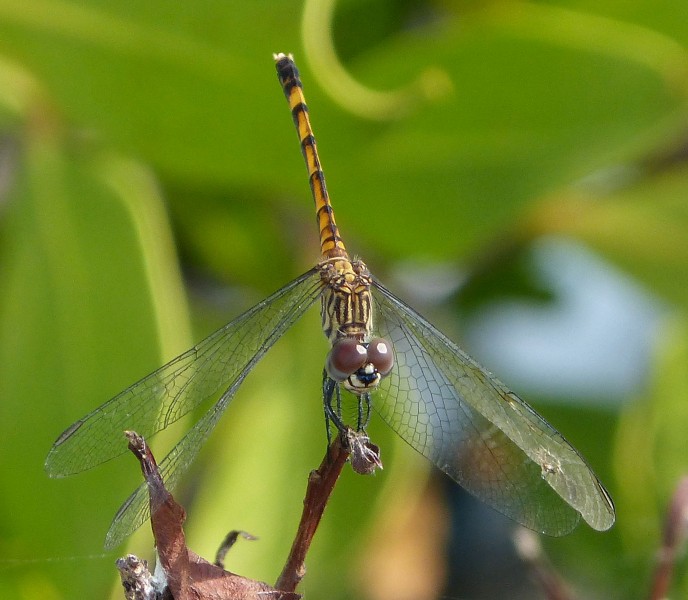 Seaside Dragonlet. Erythrodiplax berenice. female - Flickr - gailhampshire (6)