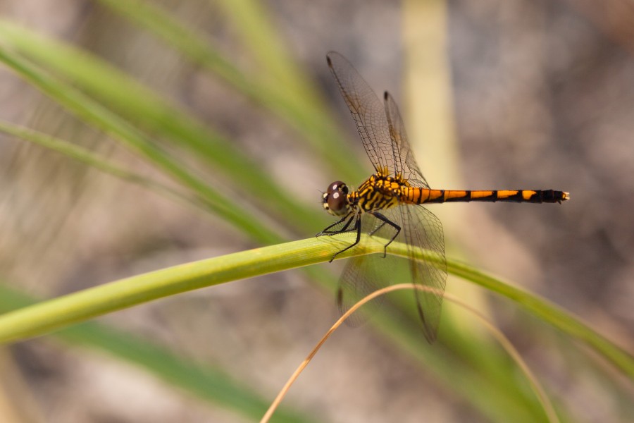 Seaside dragonlet (25439074890)