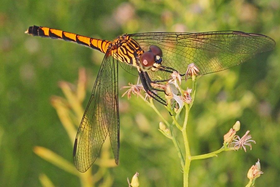 Seaside Dragonlet - Erythrodiplax berenice, Merritt Island National Wildlife Refuge, Florida - 6037120026