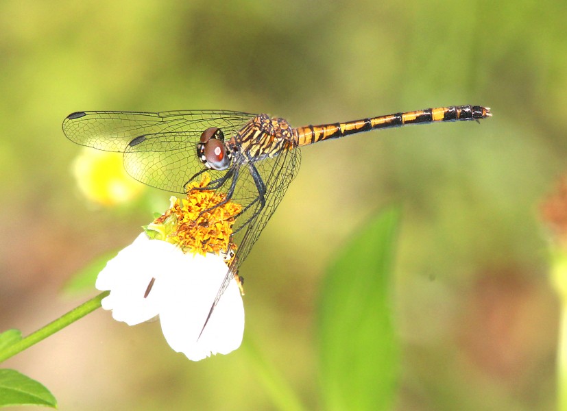 SEASIDE DRAGONLET (Erythrodiplax berenice) (5-2-14) key west, monroe co, fl -02 (14020654318)