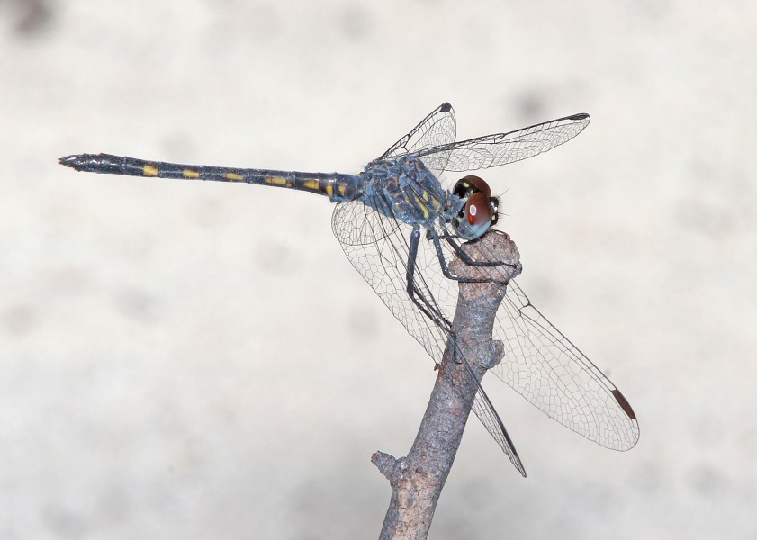 SEASIDE DRAGONLET (Erythrodiplax berenice) (5-2-14) key west, monroe co, fl -06 (14020679710)