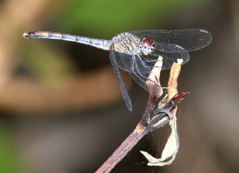 SEASIDE DRAGONLET (Erythrodiplax berenice) (5-2-14) key west, monroe co, fl -08 (14020721637)