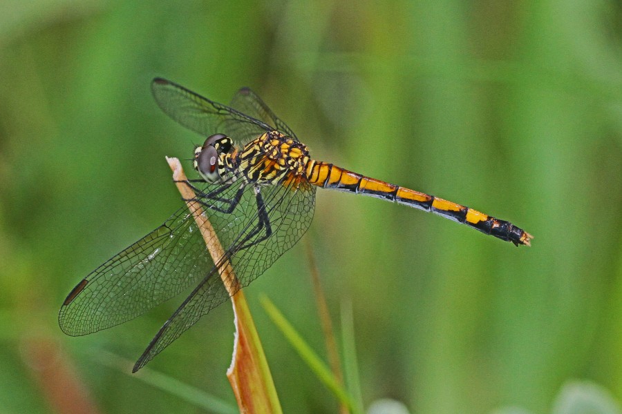 Seaside Dragonlet (female) - Erythrodiplax berenice, Merritt Island National Wildlife Refuge, Titusville, Florida