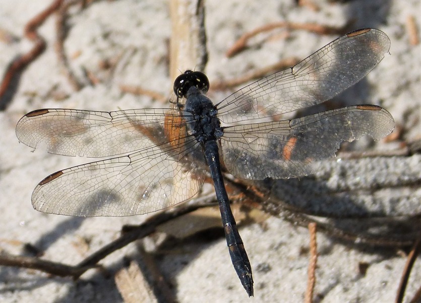 Seaside Dragonlet male. Erythrodiplax berenice (24211842668)