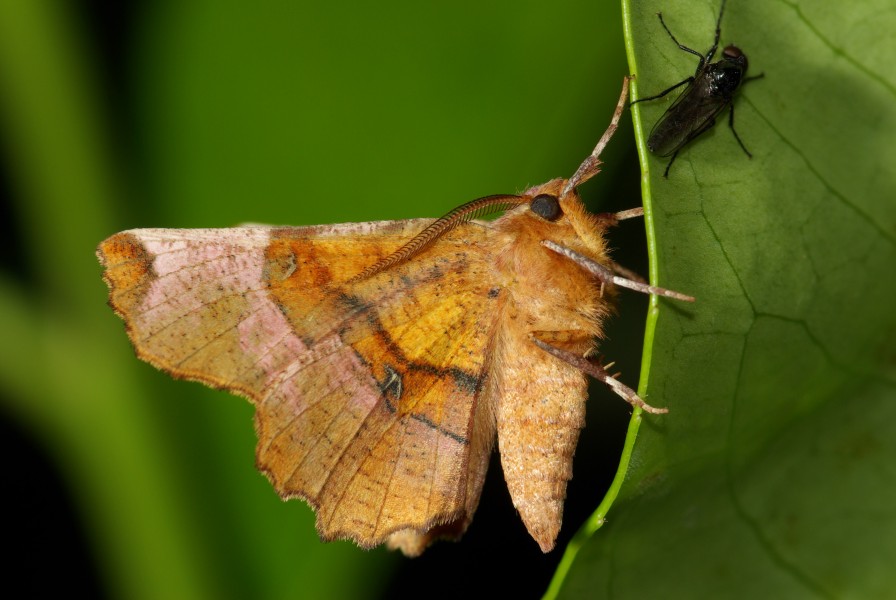 Selenia lunularia